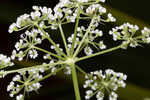 Coastal plain angelica